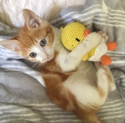 우리 막냉이에요.